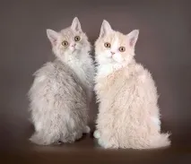 догляд