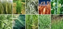 Качка кряква дзьоб самка качки, чим харчується, де живе, міграція качка