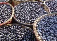 вечната кожата