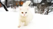 анекдоти