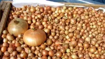 Вирощування цибулі з сівалки, Наша сівалки