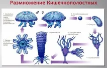 урок начин живот