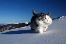 анекдоти