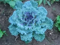 зеле разнообразие