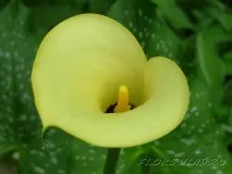 лехи цветна градина