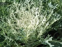 отглеждане декоративно