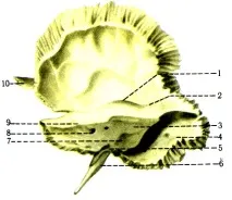 Скронева кістка canalis