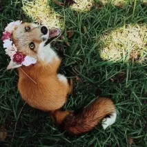 анекдоти