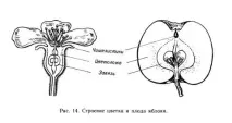 Все про яблуні та яблука - Скарбничка знань скарбничка