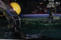 Вперше ульянівці можуть побачити циркове шоу на воді "AQUA-show" воді