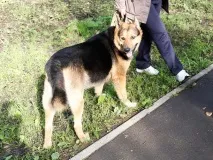 Власникам собак У тульських парках вигул вихованців заборонено! Новини Тули та області вигул