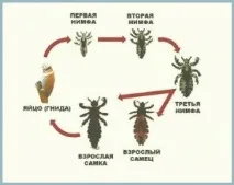 гниди гниди