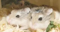 портал