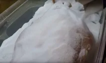 дома деликатес
