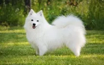 Японський шпіц - білий компаньйон із веселим характером компаньйон