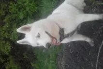 кучета кучета