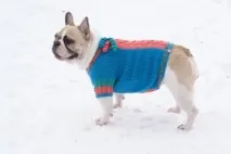 кучета