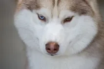 сибирско сибирско