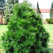 sciadopitis снимка