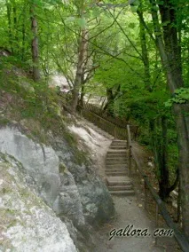 кривче света