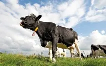Захищений жир продуктивність вище, вибуття менше захищений