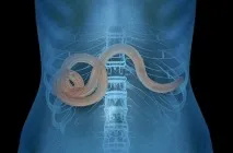 Життєві цикли паразитів залежно від форми збудника паразитів