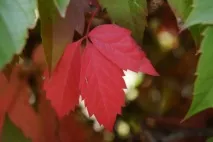 зимостійкість