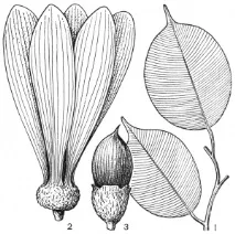dipterocarpaceae