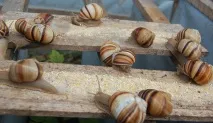 необичайни неща