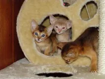 котка Абисинска котка Снимка