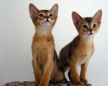 африканската Афродита Абисинска котка