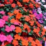 Бальзамін кімнатний (30 фото) догляд в домашніх умовах, махрова, біла квітка, рослини в горщику, умовах