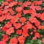 Бальзамін кімнатний (30 фото) догляд в домашніх умовах, махрова, біла квітка, рослини в горщику, домашніх