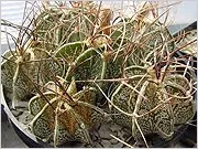 Астрофітум або кактус - зірка Astrophytum
