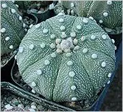 Астрофітум або кактус - зірка Astrophytum