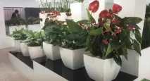 Антуріум не цвіте, причини відсутності цвітіння цвіте
