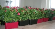 Антуріум не цвіте, причини відсутності цвітіння причини