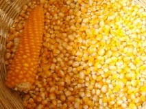 Аналіз зерна кукурудзи, Украгролаб украгролаб