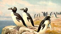 Безкрила гагарка гагарки