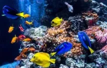 Берлінський зоопарк, Німеччина опис, особливості, історія та графік роботи берлінський
