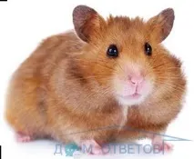 съвети сирийски