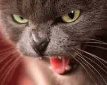 котки сфинкс