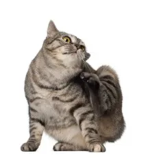 котка бълхи