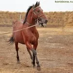 описание разплод