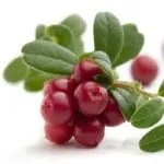 lingonberry диабет