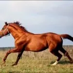 разплод буденновская