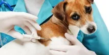 Чіпірування вдома чіпування
