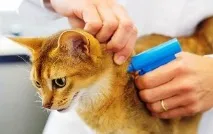 Чіпірування вдома вихованця
