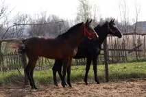 продажба продажба
