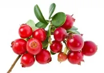 Lingonberry диабет диабет